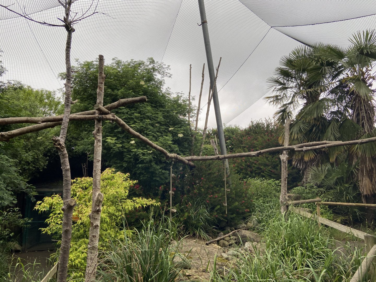 Bristol Zoo Monkey Jungle lemur walkthrough