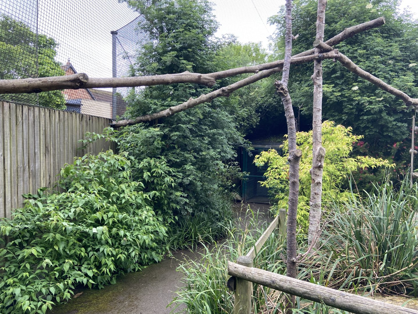 Bristol Zoo Monkey Jungle lemur walkthrough