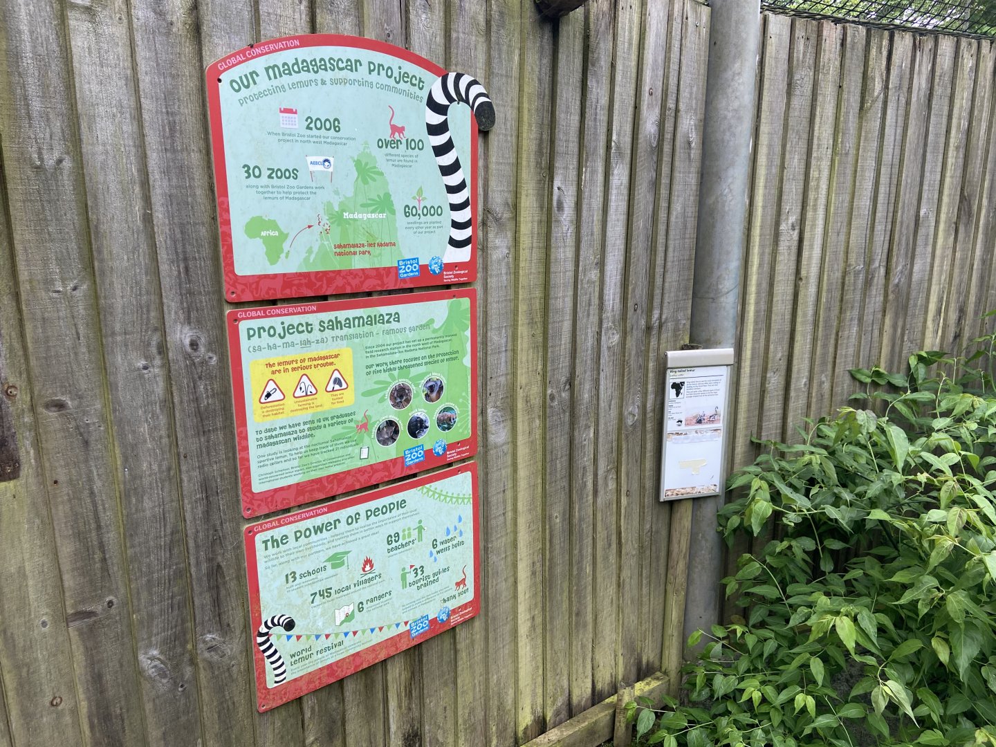 Bristol Zoo Monkey Jungle lemur walkthrough