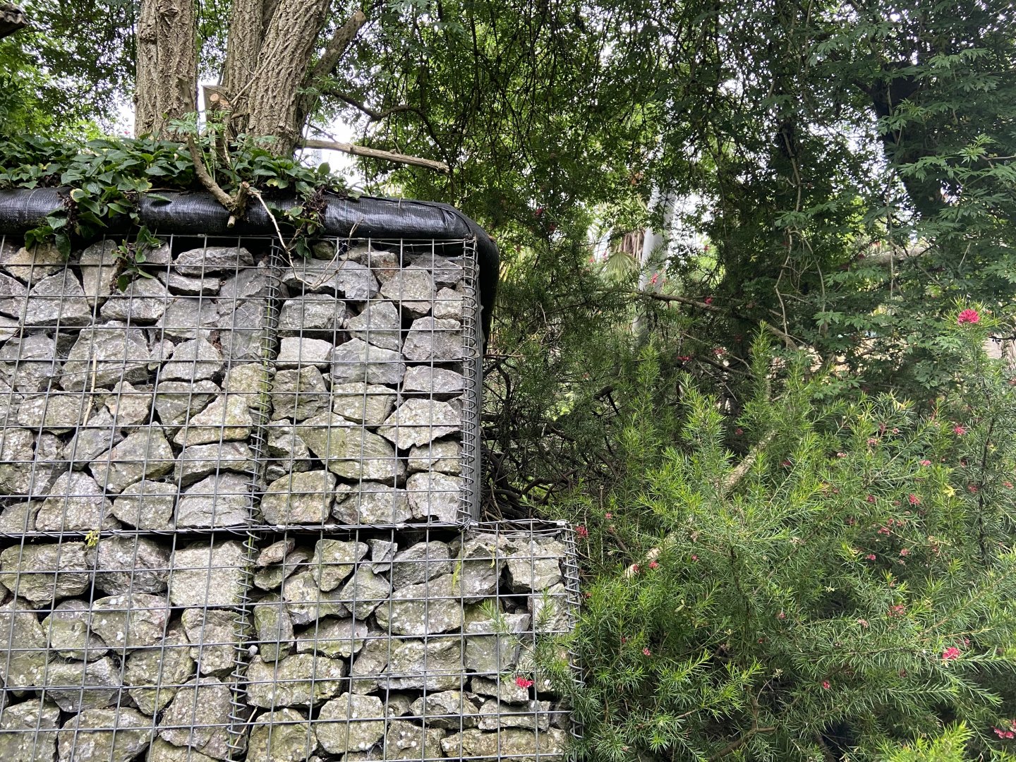 Bristol Zoo Monkey Jungle lemur walkthrough