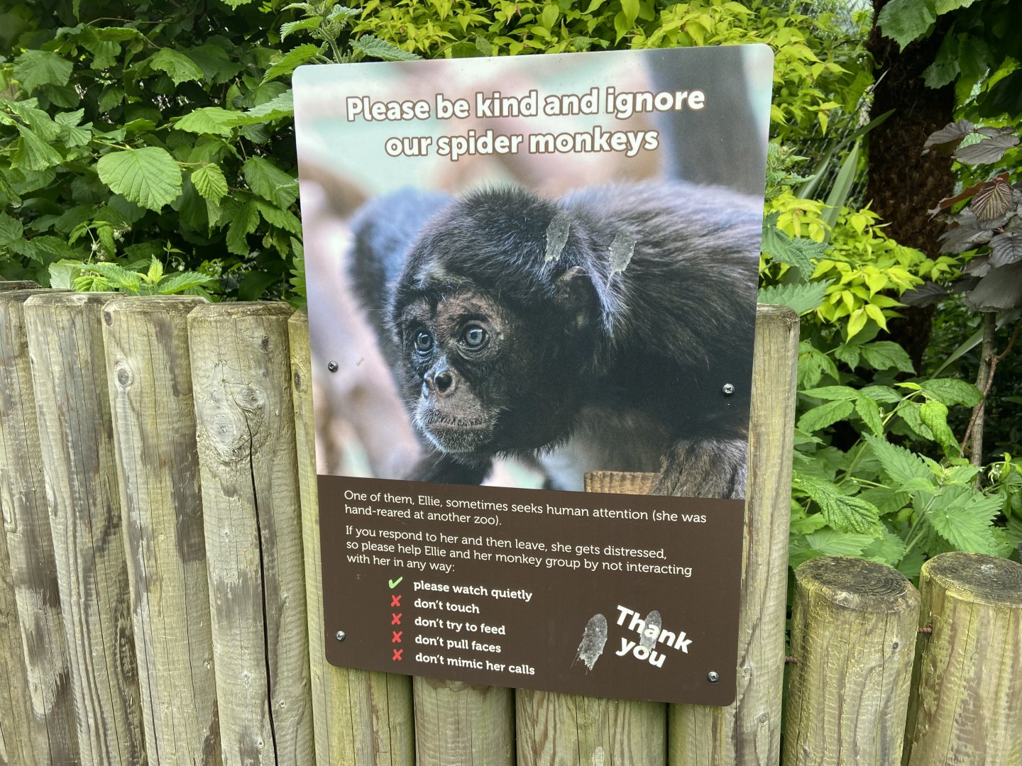 Bristol Zoo Monkey Jungle