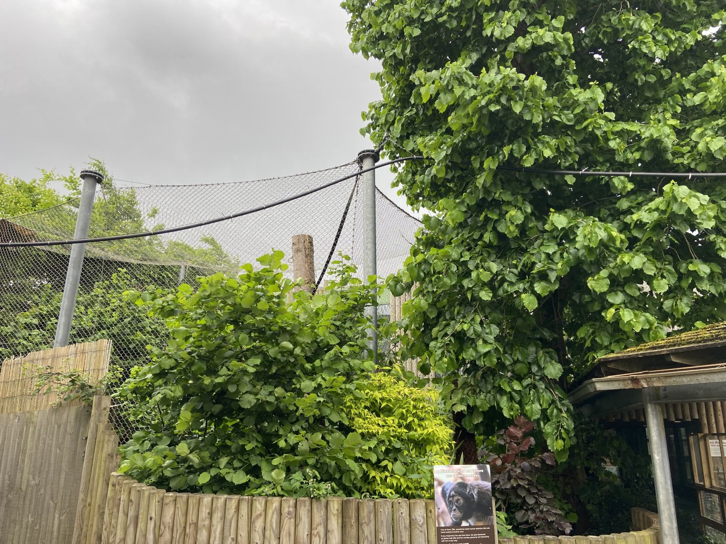 Bristol Zoo Monkey Jungle