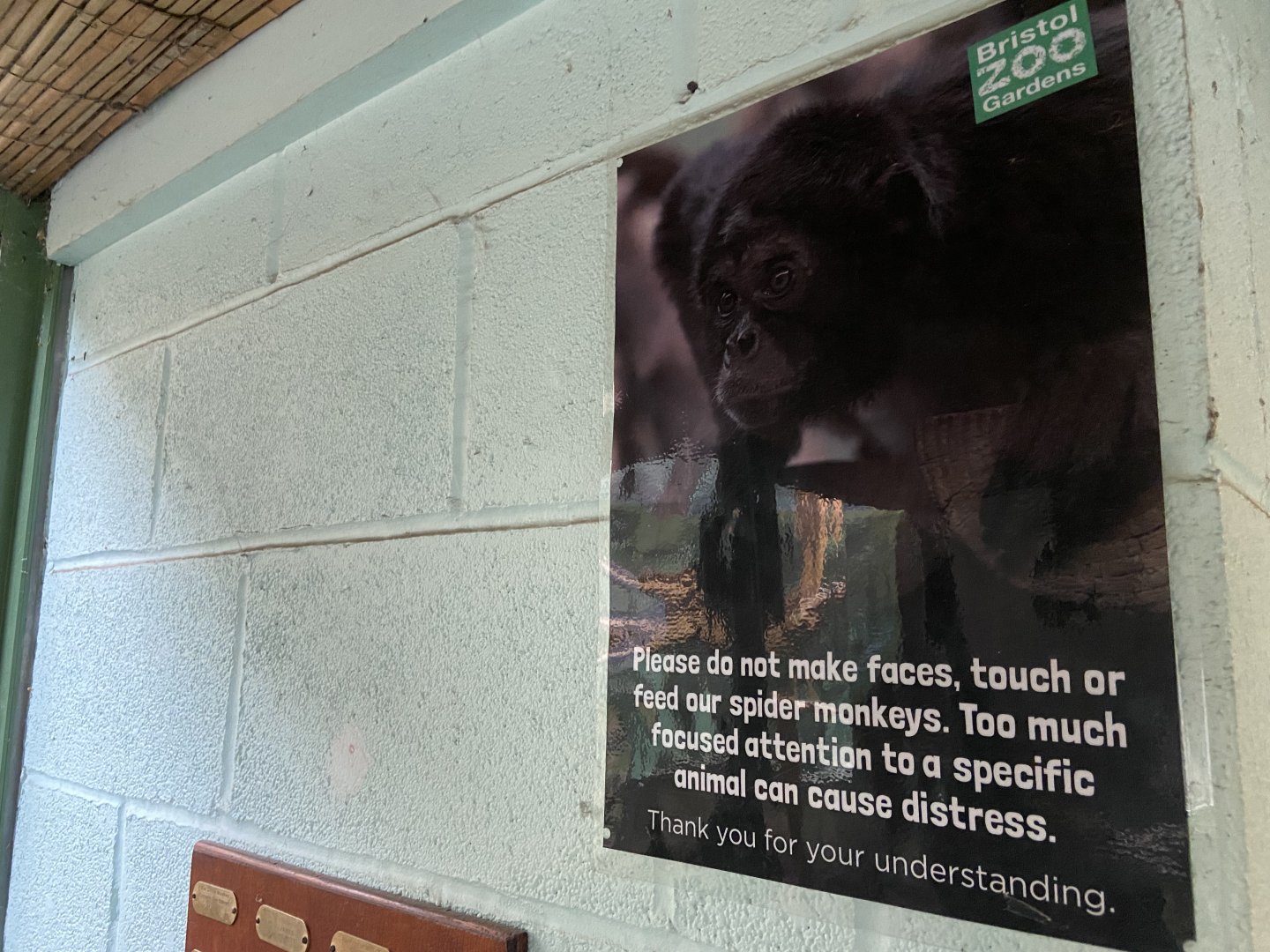 Bristol Zoo Monkey Jungle