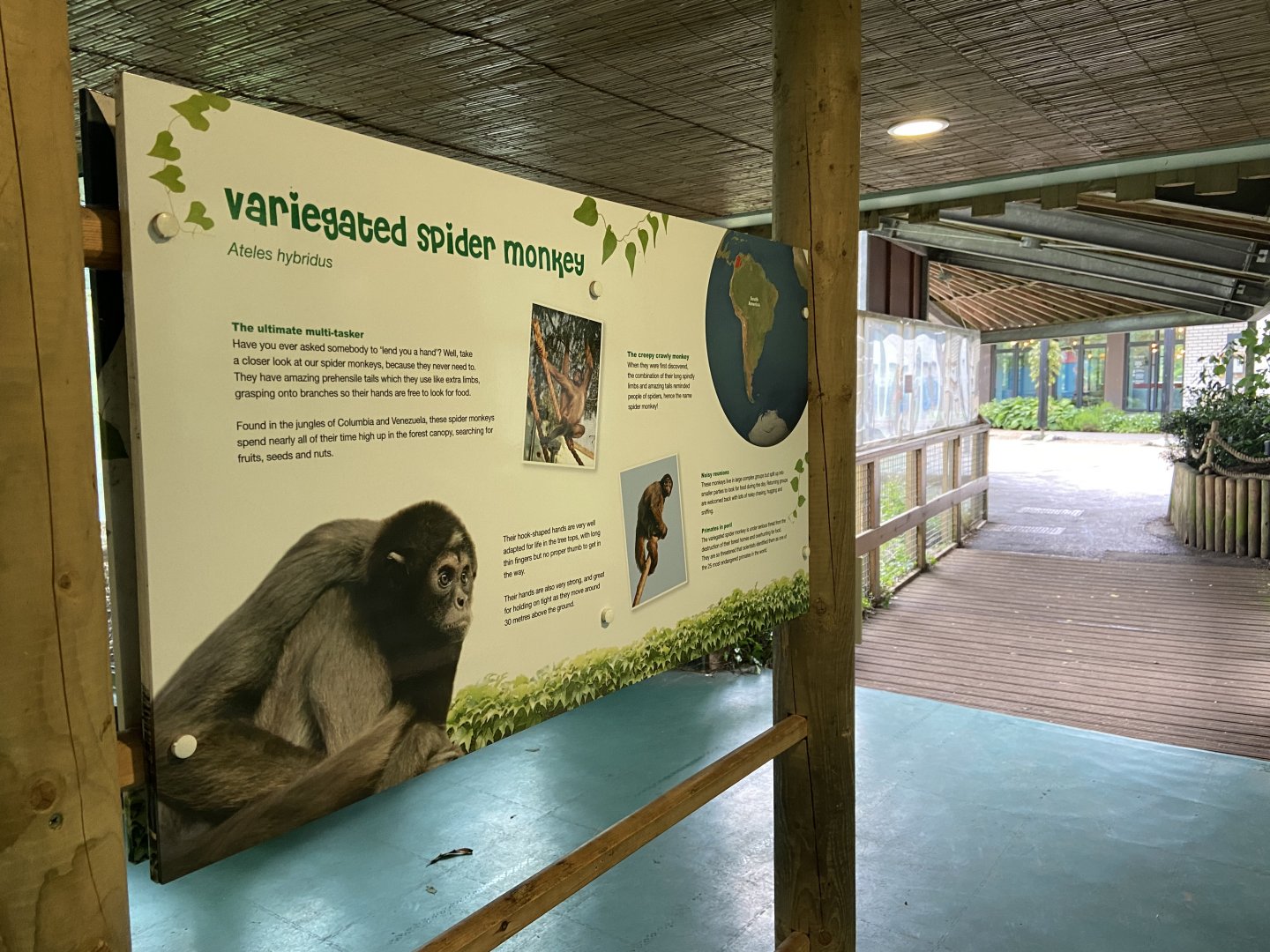 Bristol Zoo Monkey Jungle