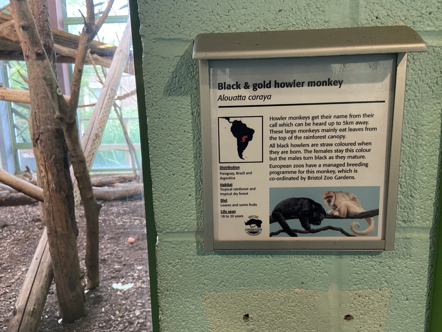 Bristol Zoo Monkey Jungle