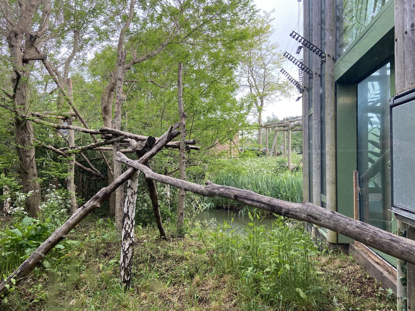 Bristol Zoo Monkey Jungle