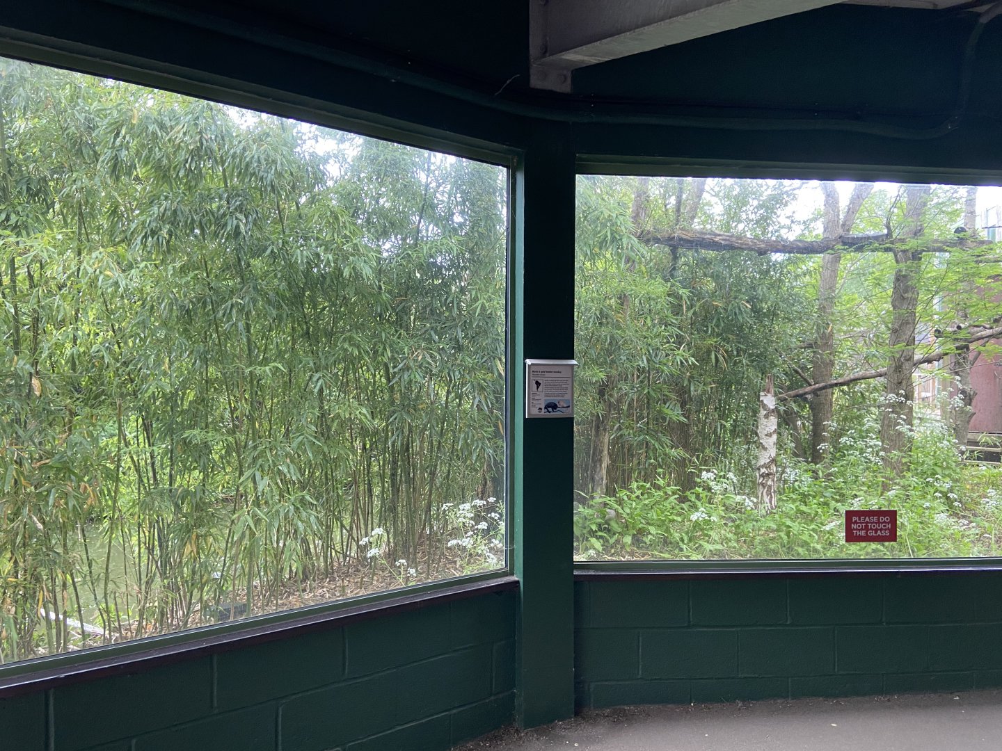 Bristol Zoo Monkey Jungle