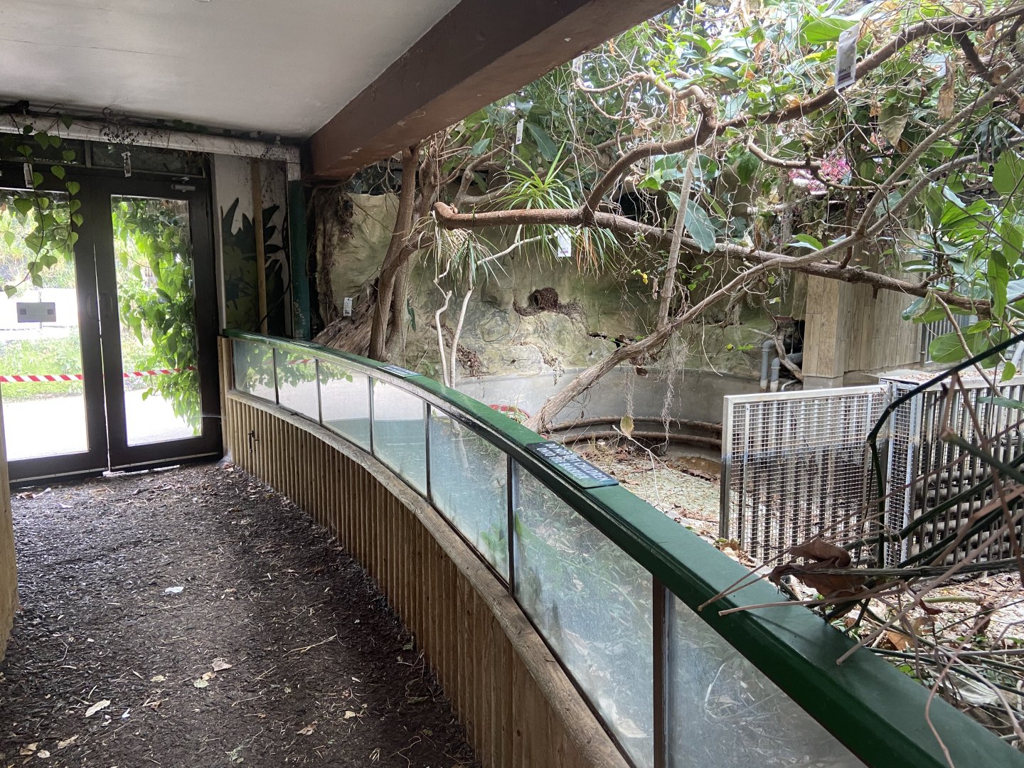 Bristol Zoo Pygmy Hippo