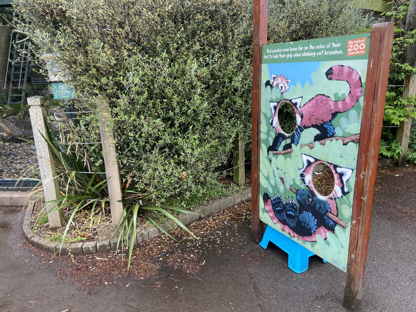 Bristol Zoo red panda