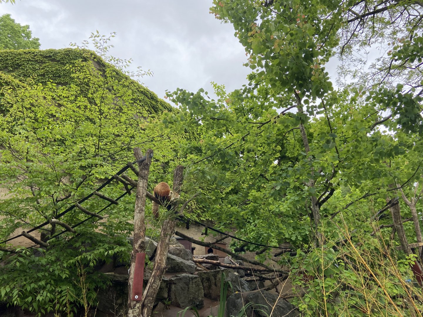 Bristol Zoo red panda