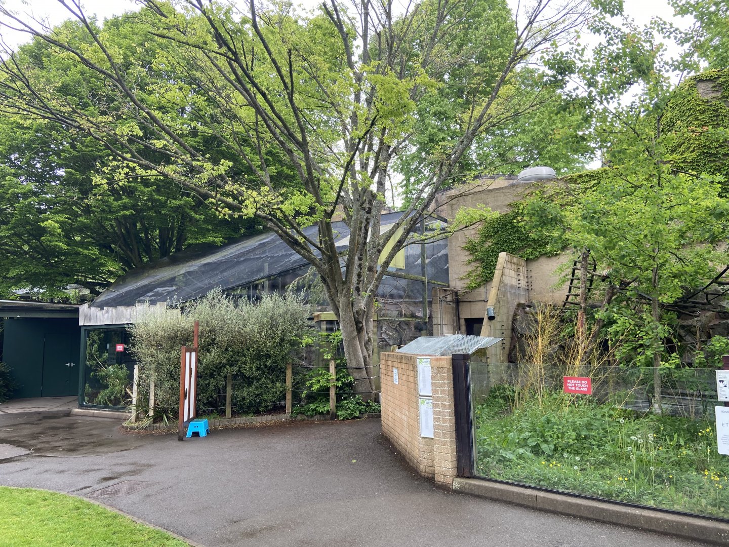 Bristol Zoo red panda