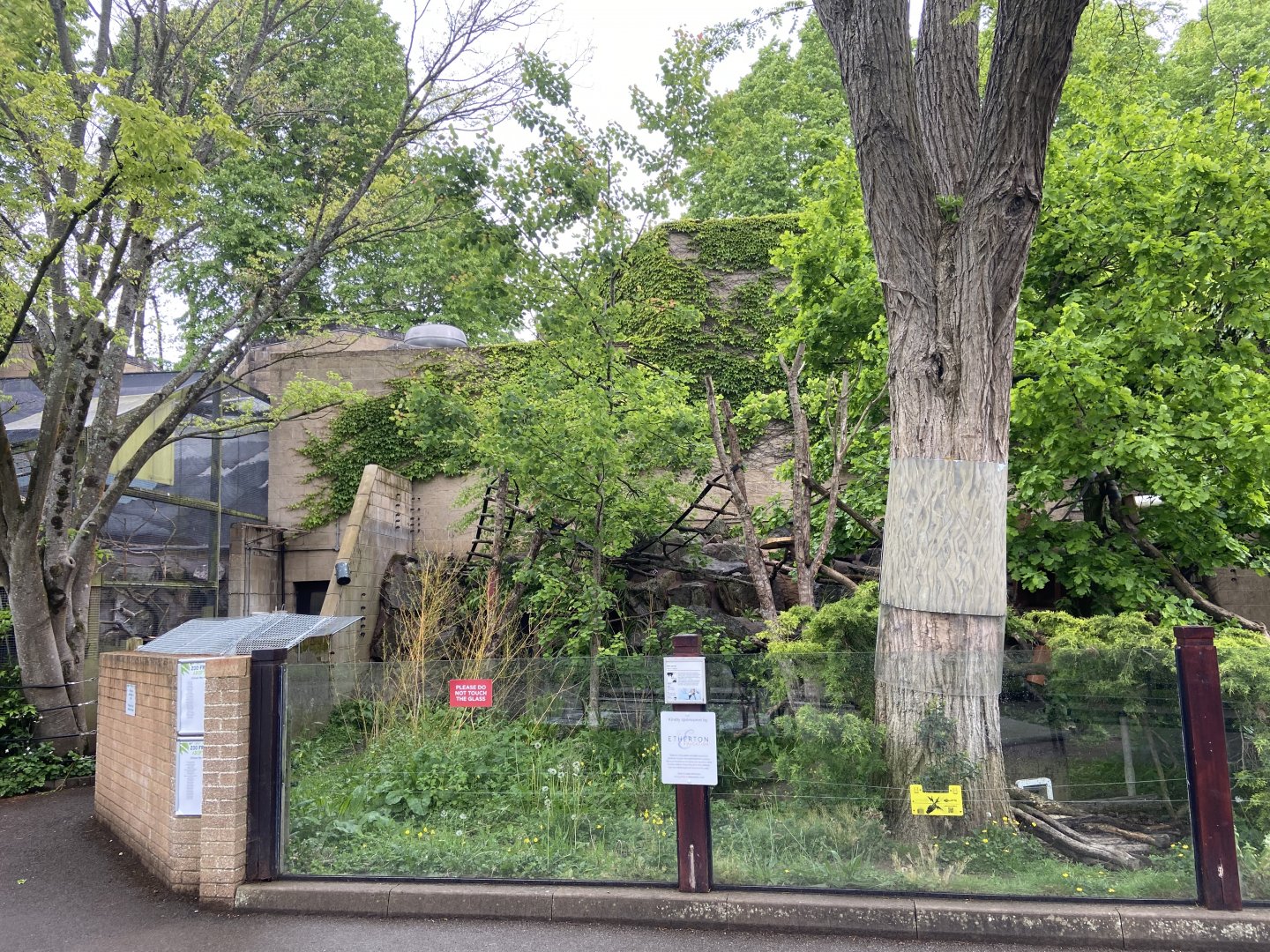 Bristol Zoo red panda