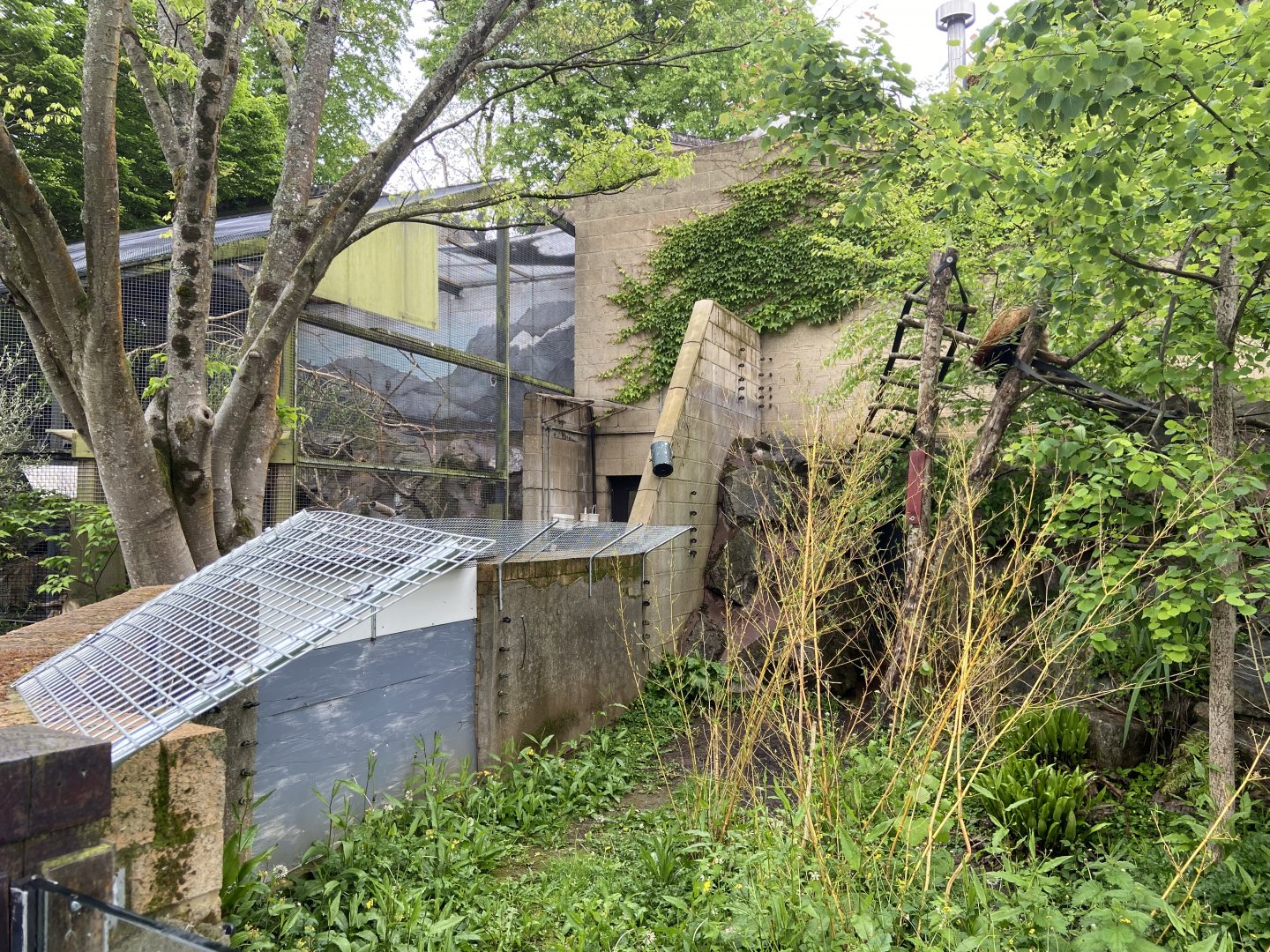 Bristol Zoo red panda