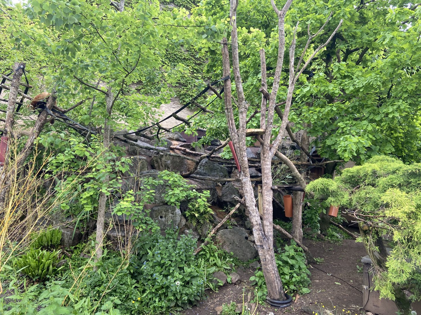Bristol Zoo red panda