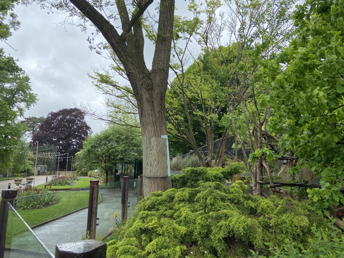 Bristol Zoo red panda