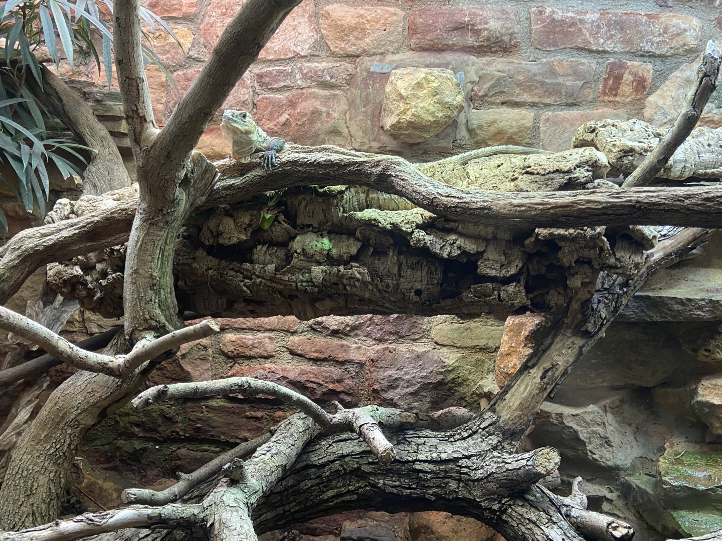 Bristol Zoo reptile house