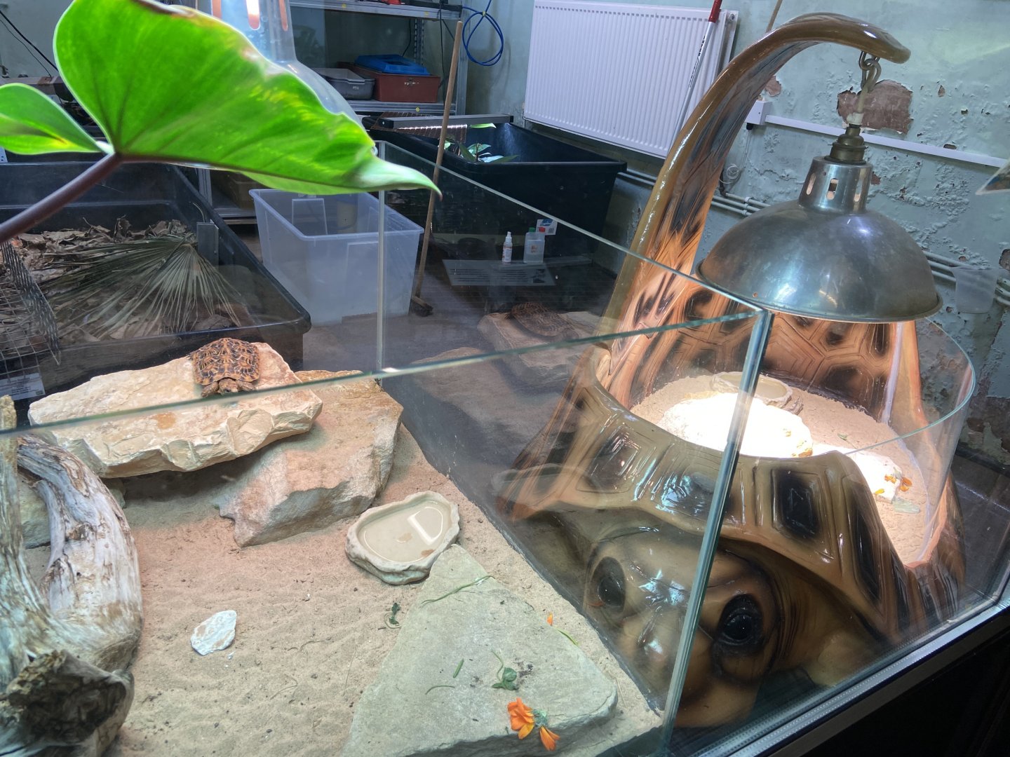 Bristol Zoo reptile house