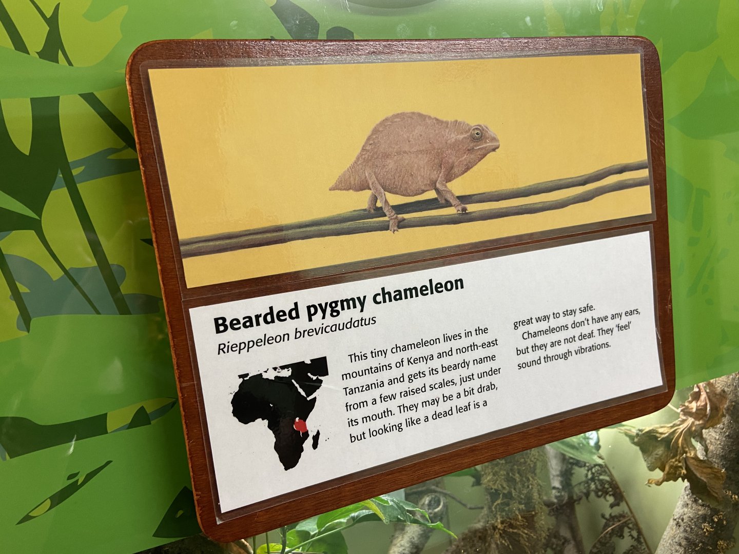 Bristol Zoo reptile house