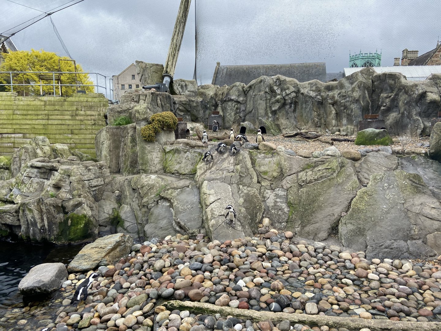 Bristol Zoo Seal and Penguin Coasts