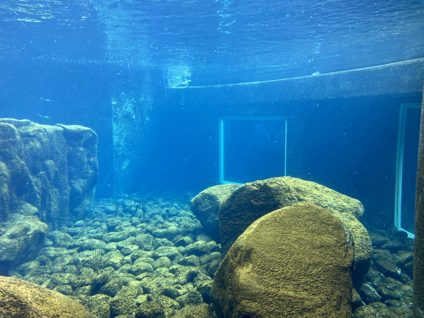 Bristol Zoo Seal and Penguin Coasts