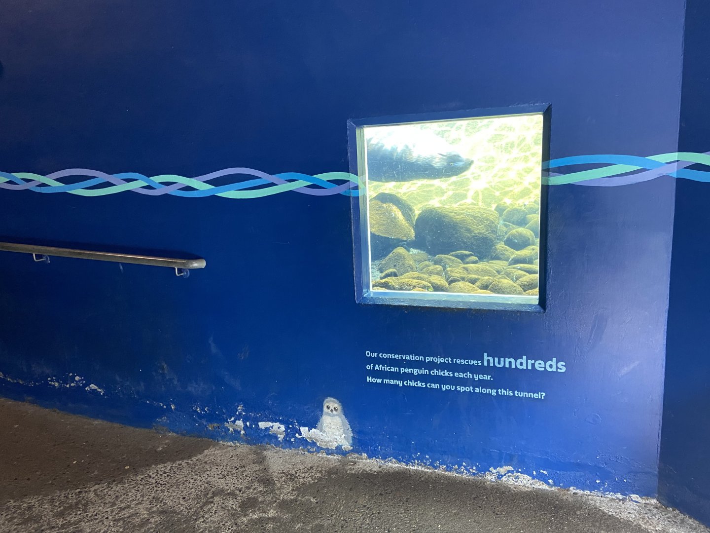 Bristol Zoo Seal and Penguin Coasts