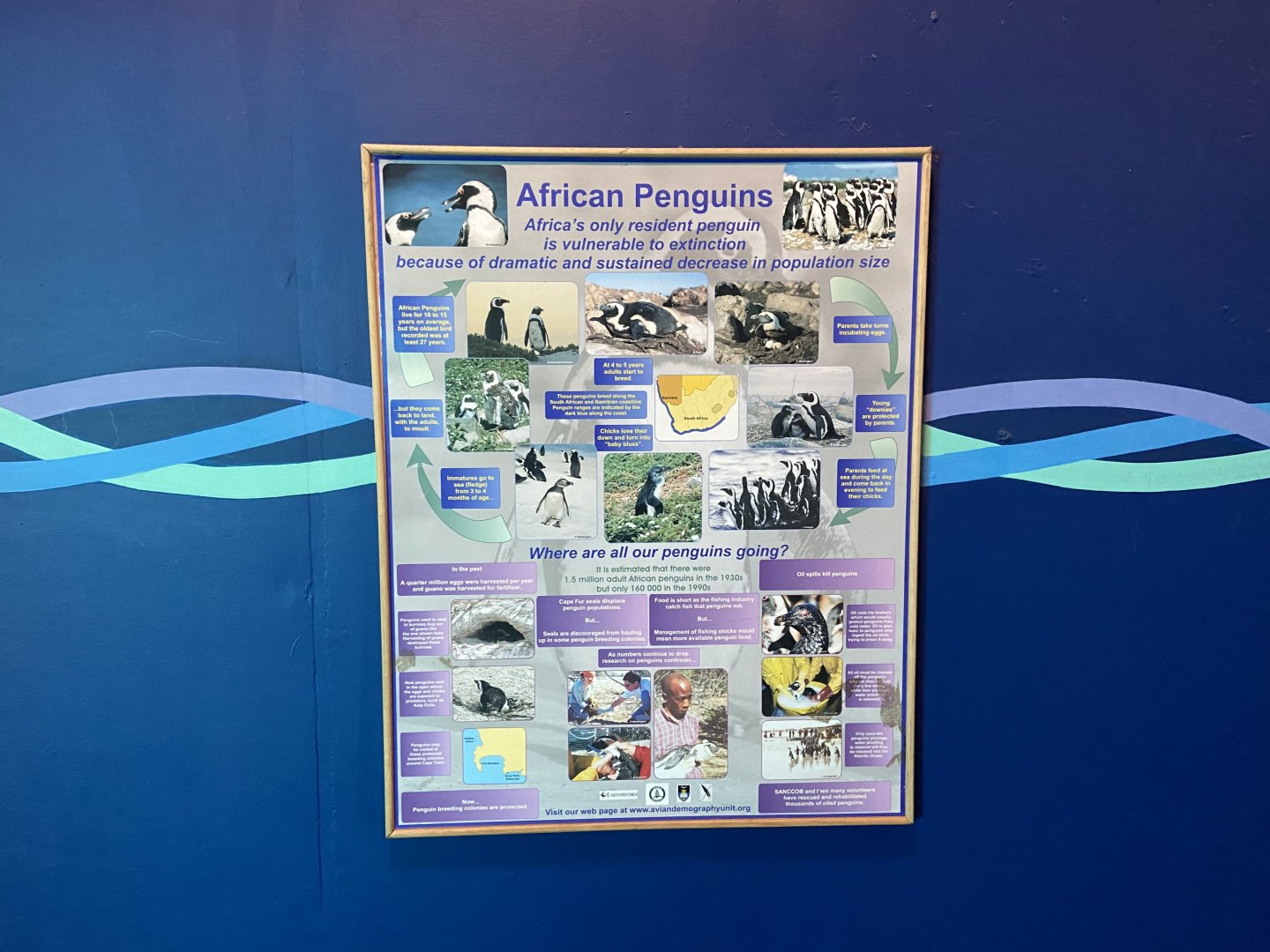 Bristol Zoo Seal and Penguin Coasts