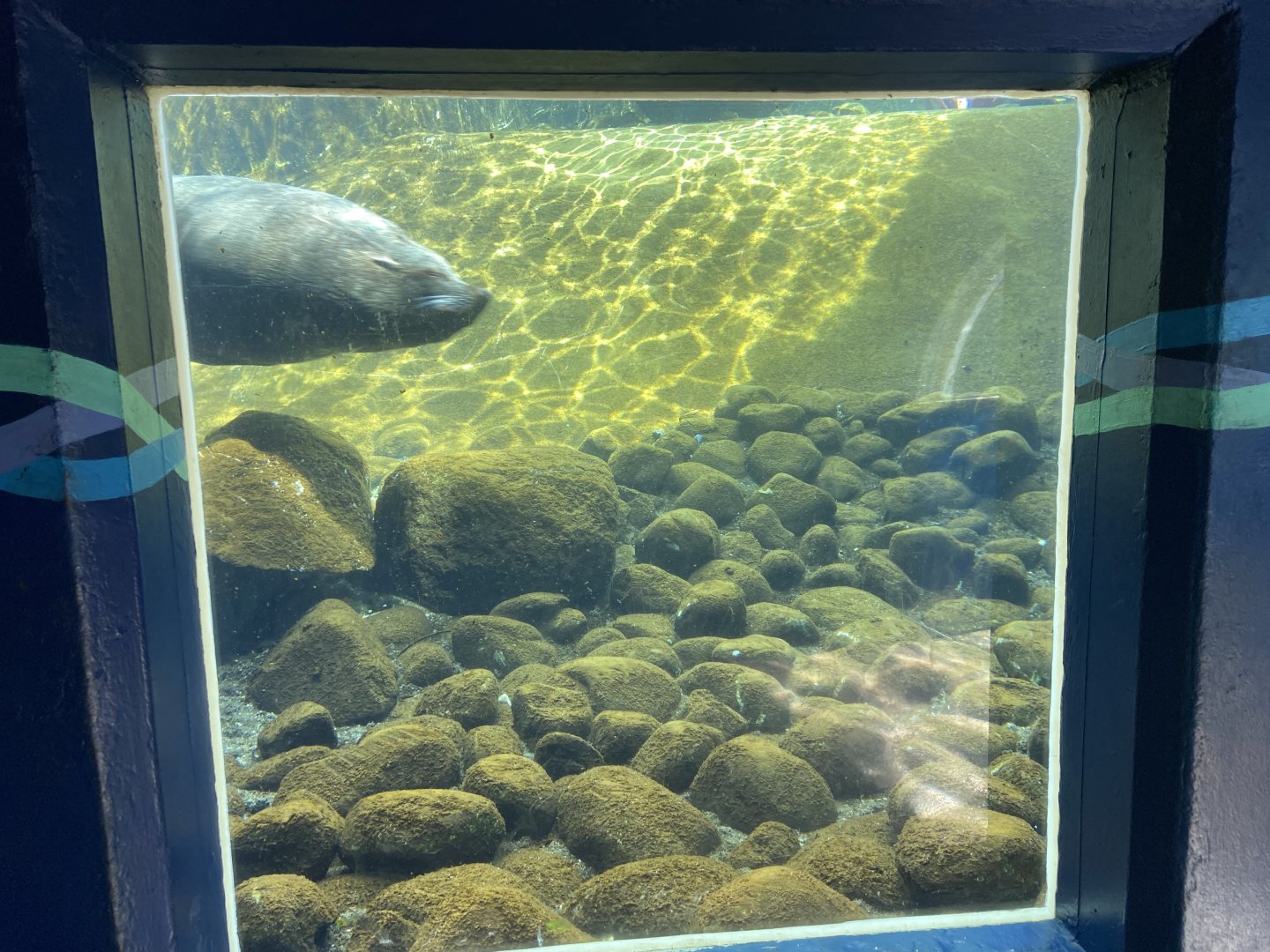 Bristol Zoo Seal and Penguin Coasts