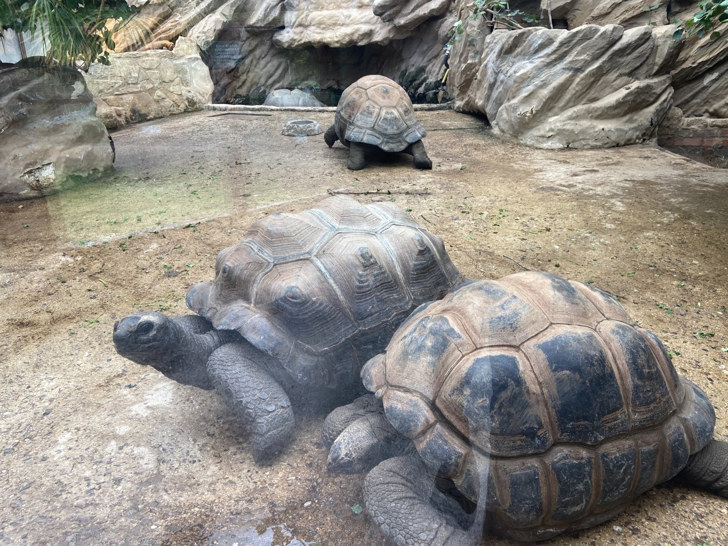 Bristol Zoo tortoise enclosure