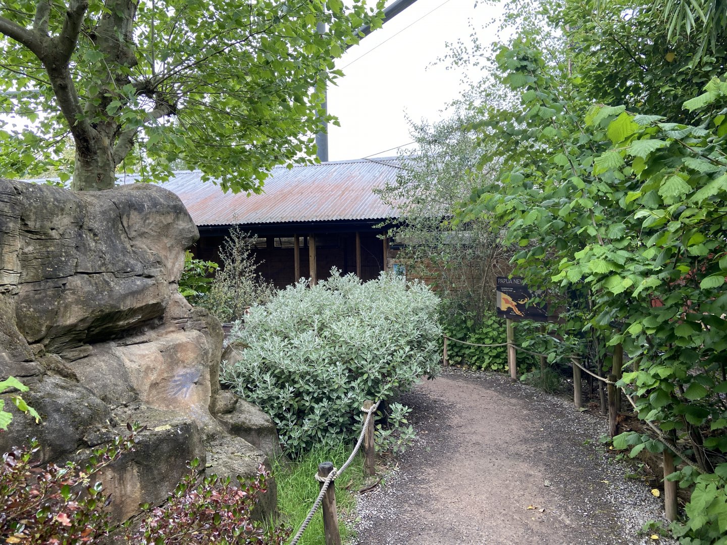 Bristol Zoo Tree Kangaroos of Papua New Guinea