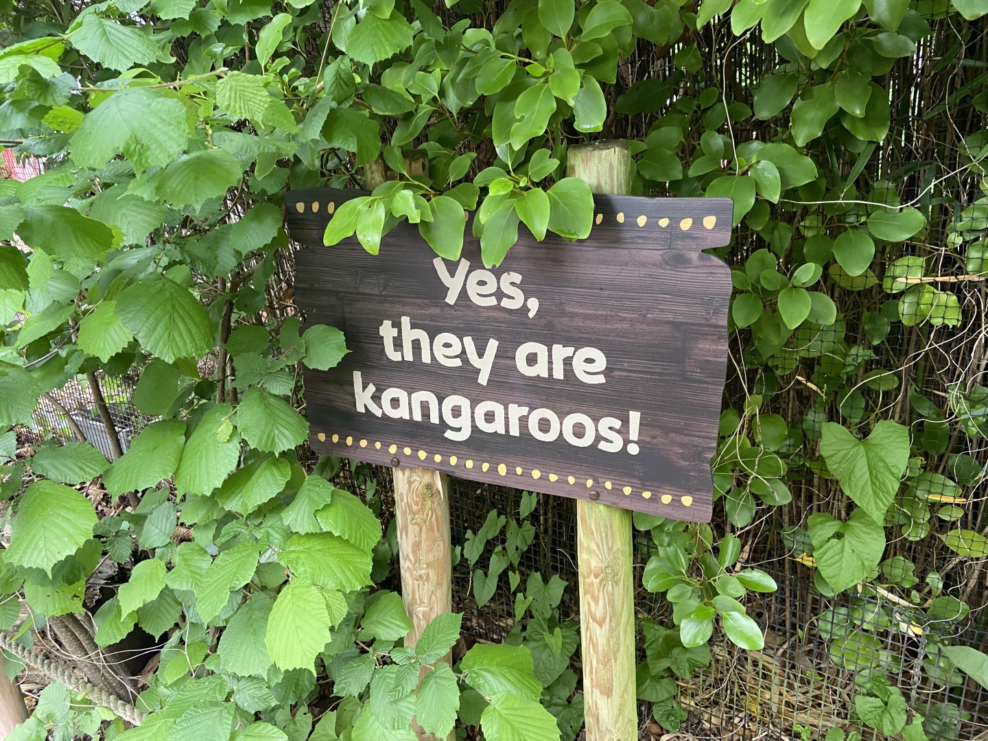 Bristol Zoo Tree Kangaroos of Papua New Guinea