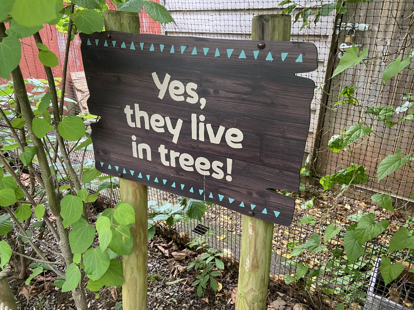 Bristol Zoo Tree Kangaroos of Papua New Guinea