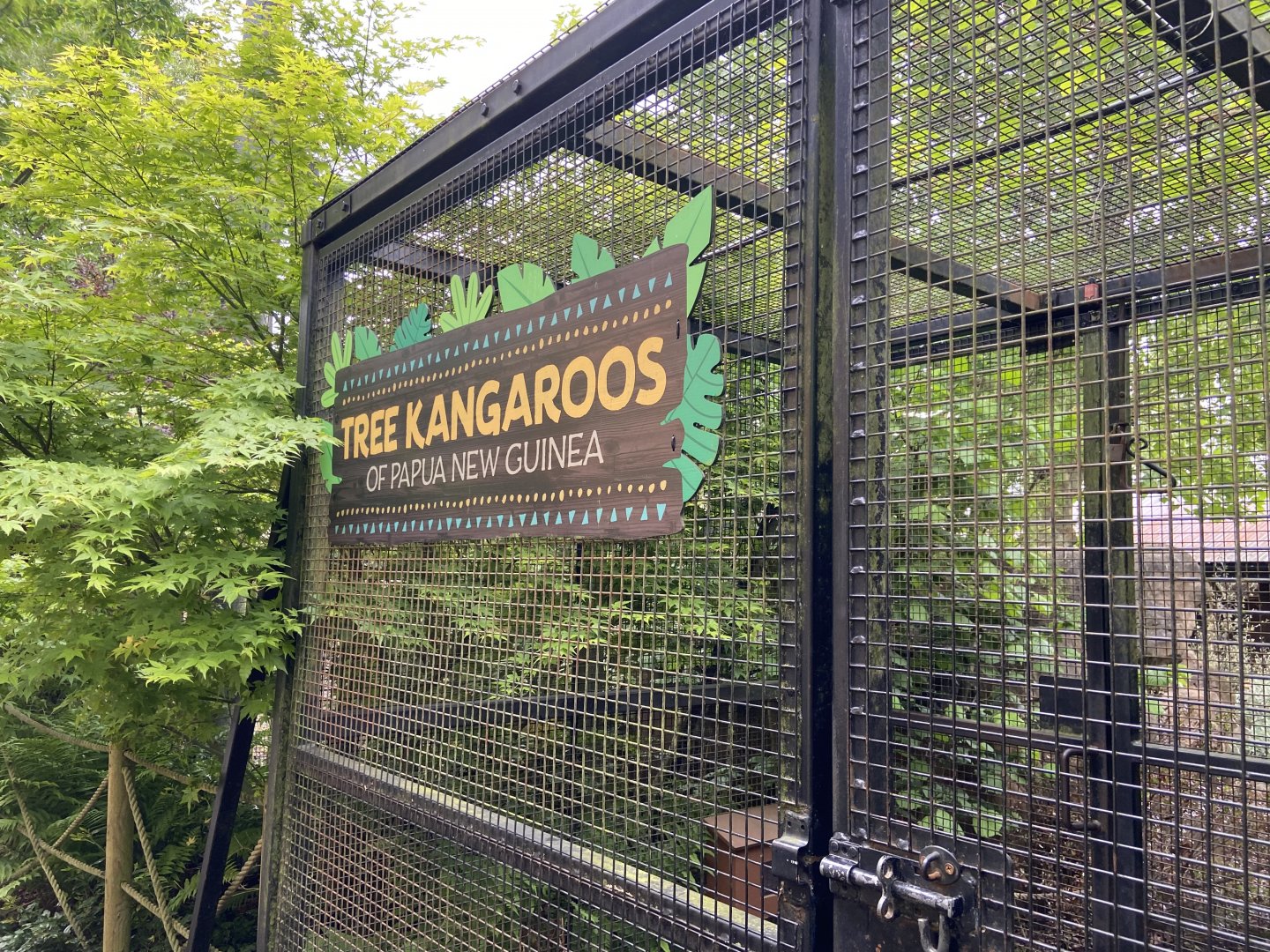 Bristol Zoo Tree Kangaroos of Papua New Guinea