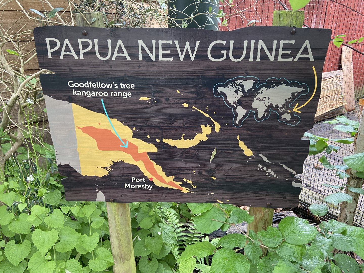 Bristol Zoo Tree Kangaroos of Papua New Guinea