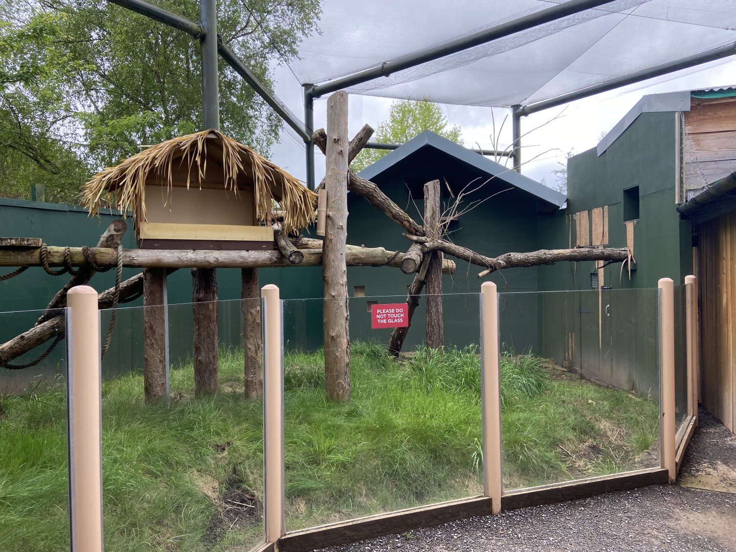 Bristol Zoo Tree Kangaroos of Papua New Guinea