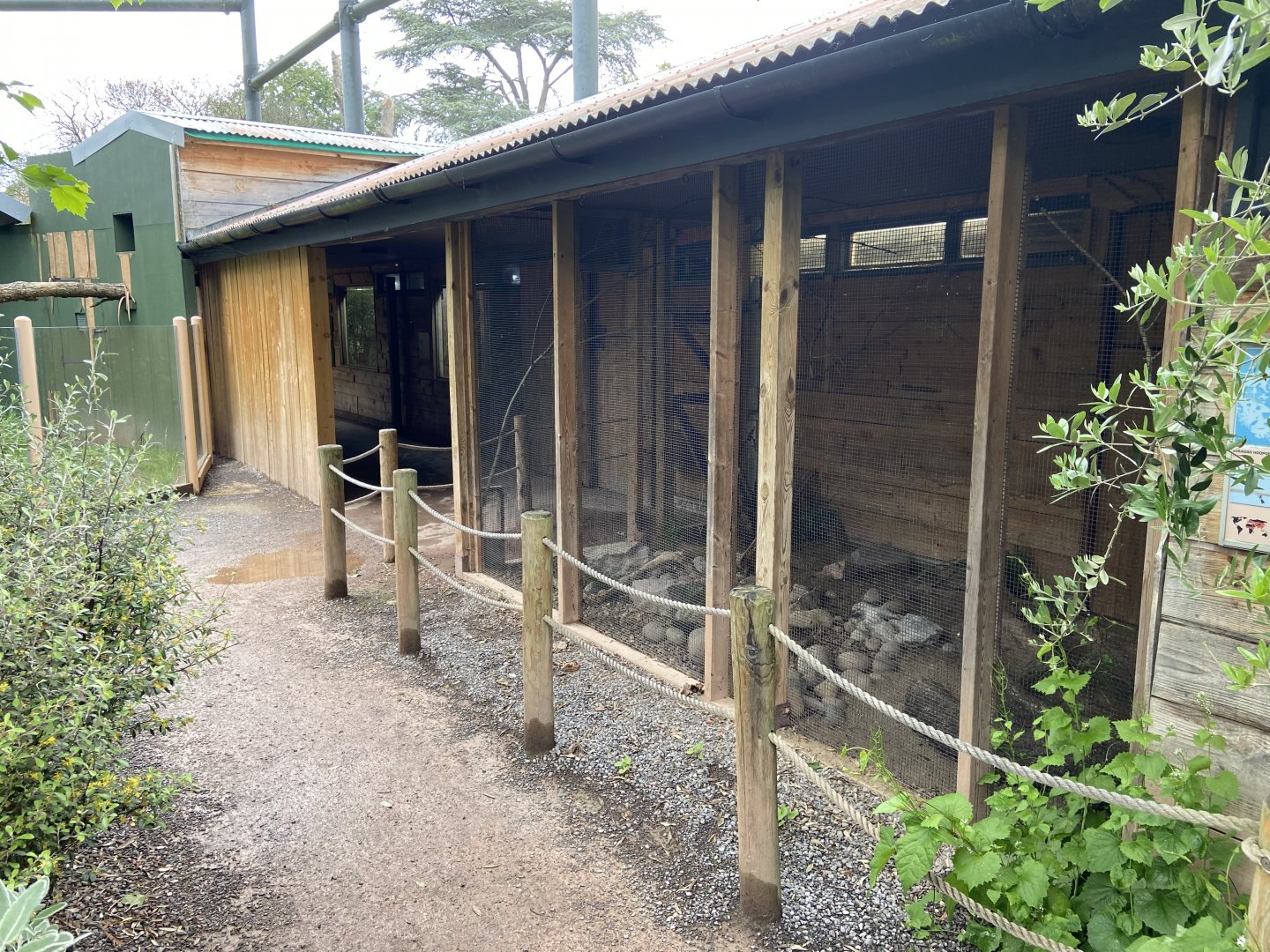 Bristol Zoo Tree Kangaroos of Papua New Guinea