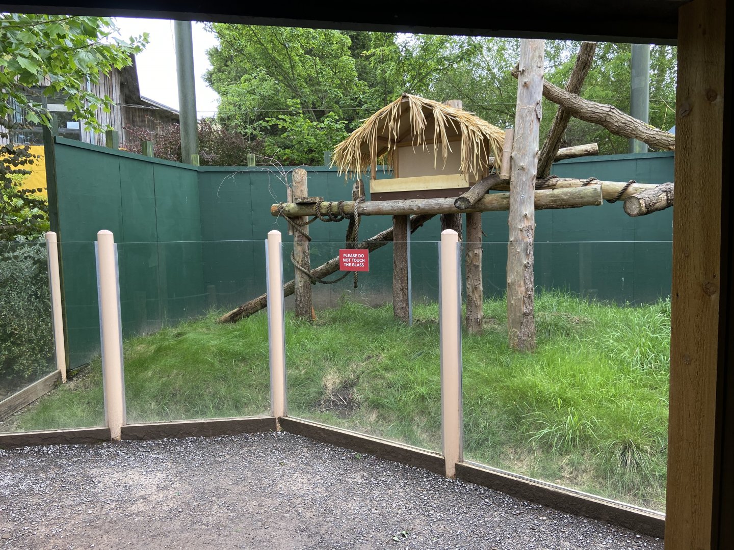 Bristol Zoo Tree Kangaroos of Papua New Guinea