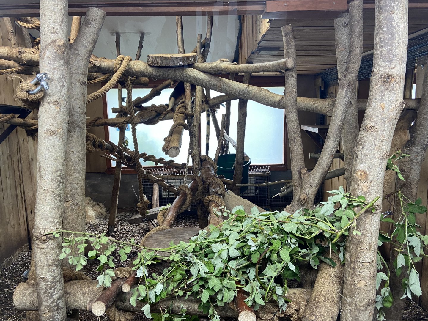 Bristol Zoo Tree Kangaroos of Papua New Guinea