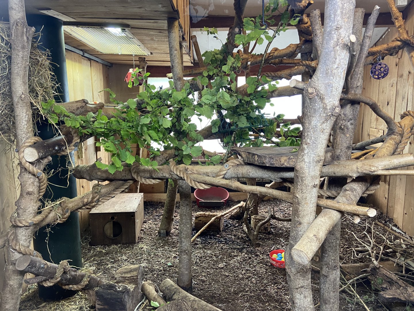 Bristol Zoo Tree Kangaroos of Papua New Guinea