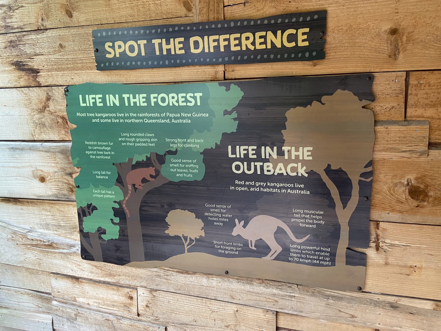 Bristol Zoo Tree Kangaroos of Papua New Guinea