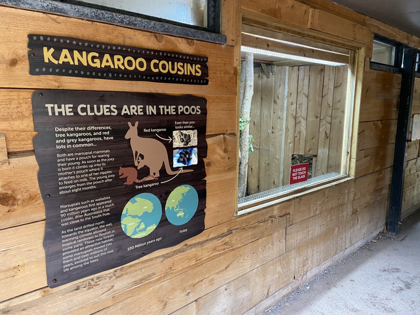 Bristol Zoo Tree Kangaroos of Papua New Guinea