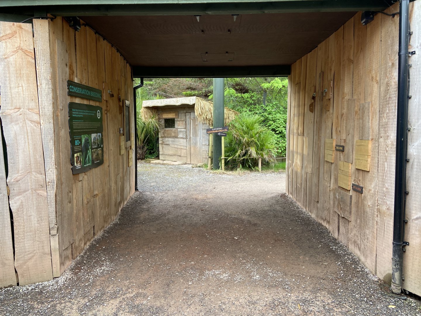 Bristol Zoo Tree Kangaroos of Papua New Guinea