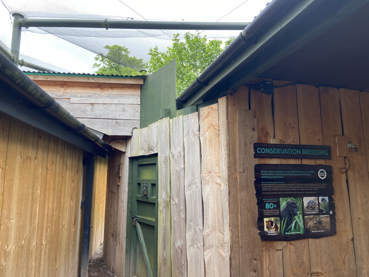 Bristol Zoo Tree Kangaroos of Papua New Guinea