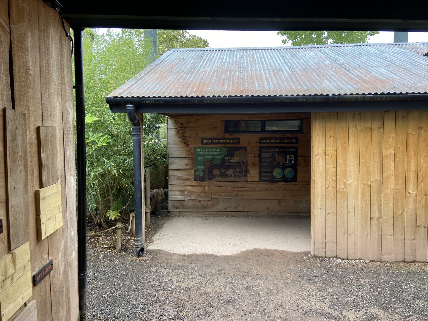 Bristol Zoo Tree Kangaroos of Papua New Guinea
