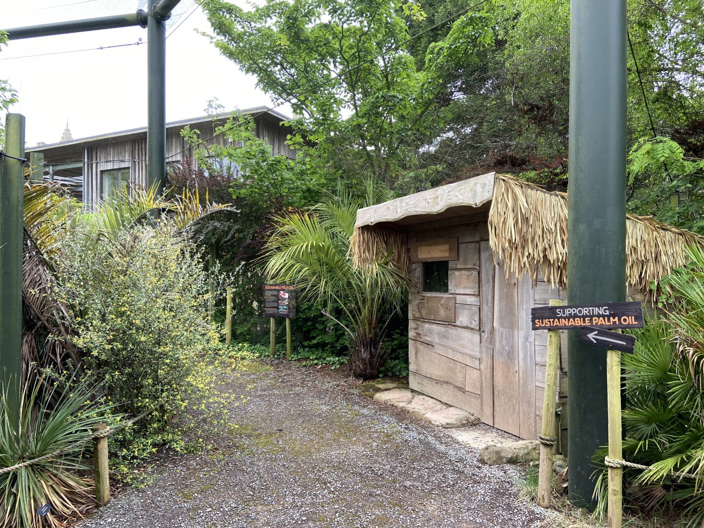 Bristol Zoo Tree Kangaroos of Papua New Guinea