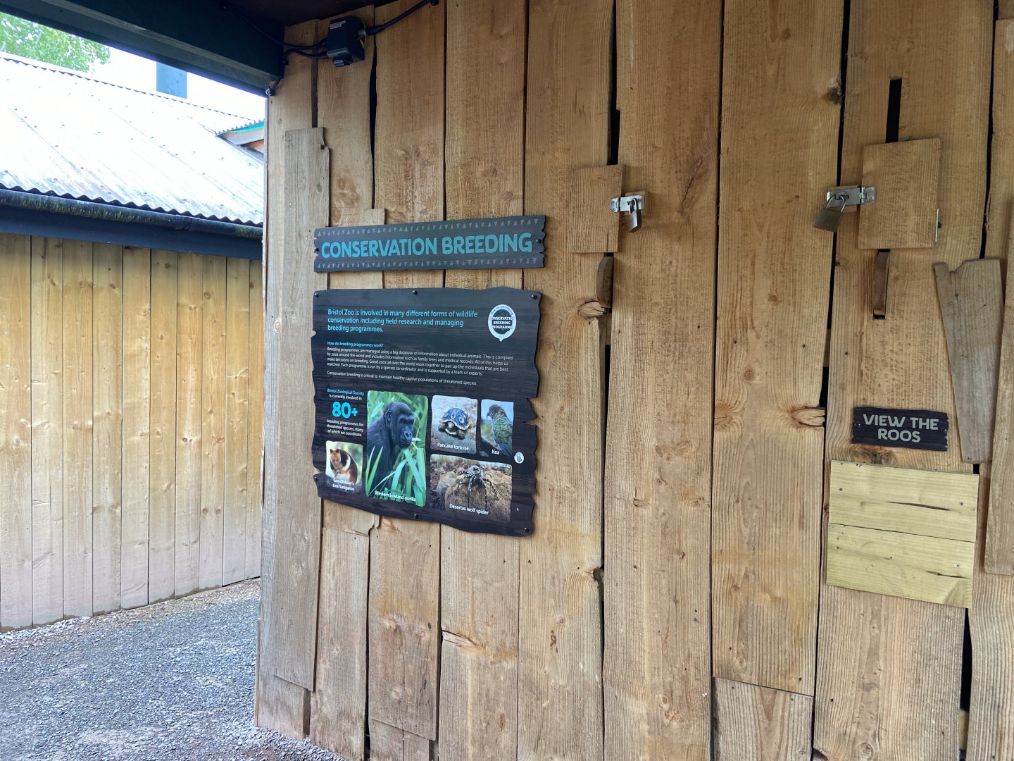 Bristol Zoo Tree Kangaroos of Papua New Guinea