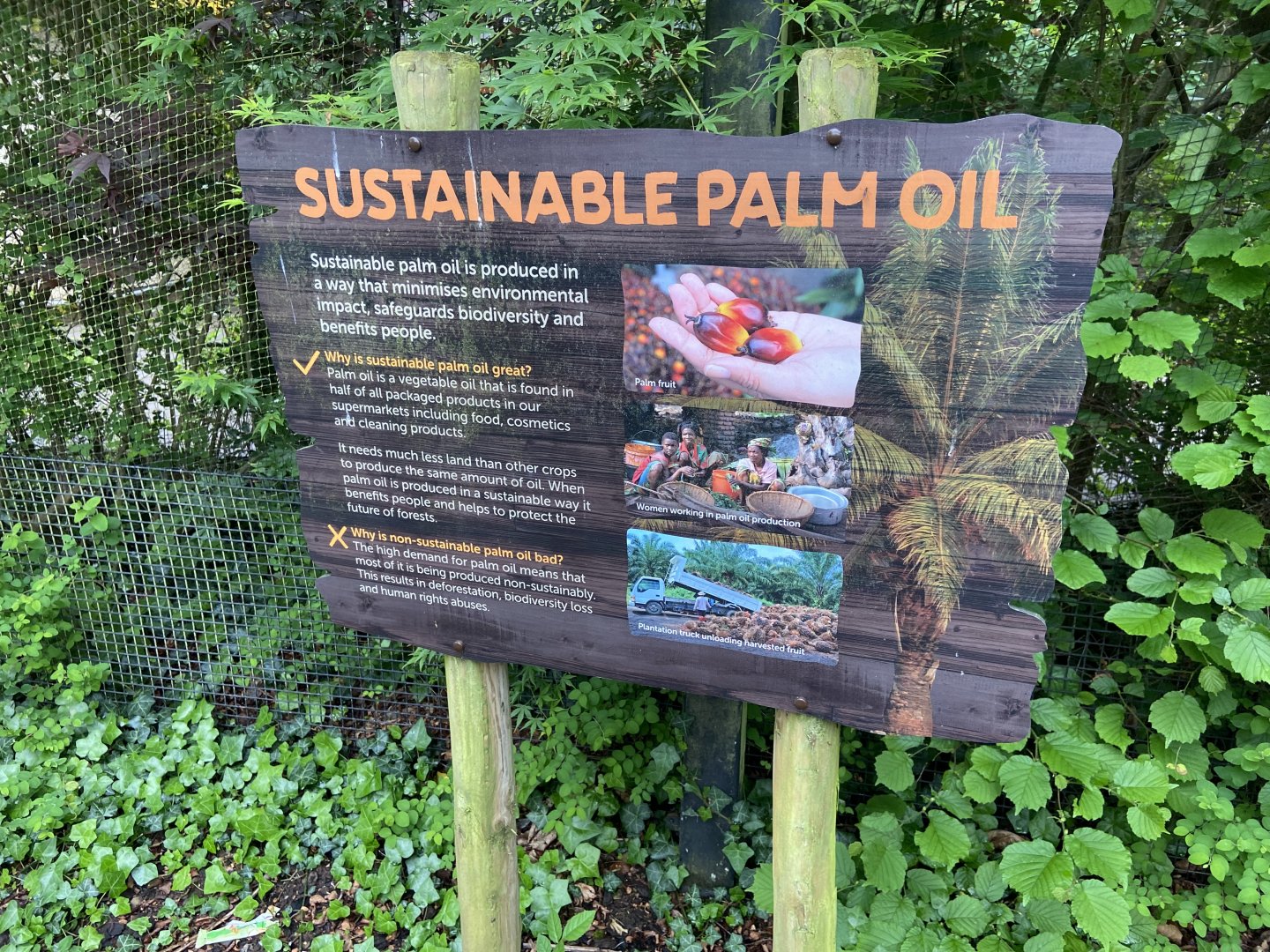 Bristol Zoo Tree Kangaroos of Papua New Guinea