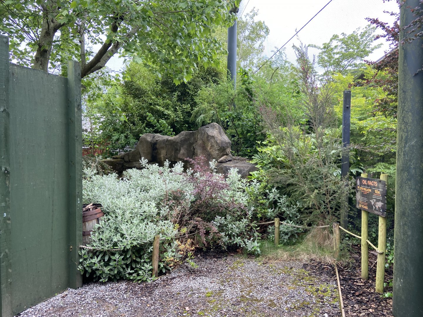 Bristol Zoo Tree Kangaroos of Papua New Guinea