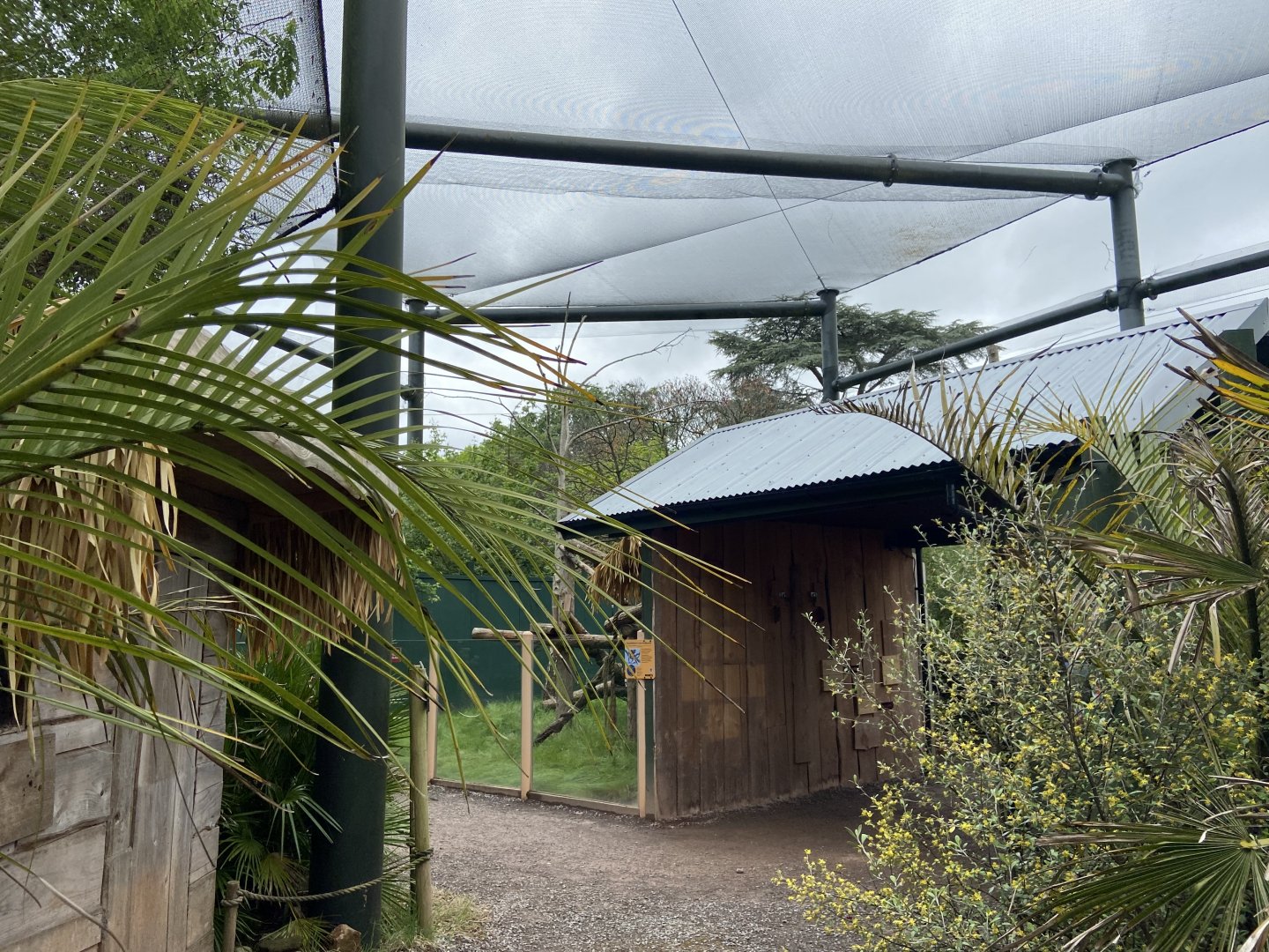 Bristol Zoo Tree Kangaroos of Papua New Guinea