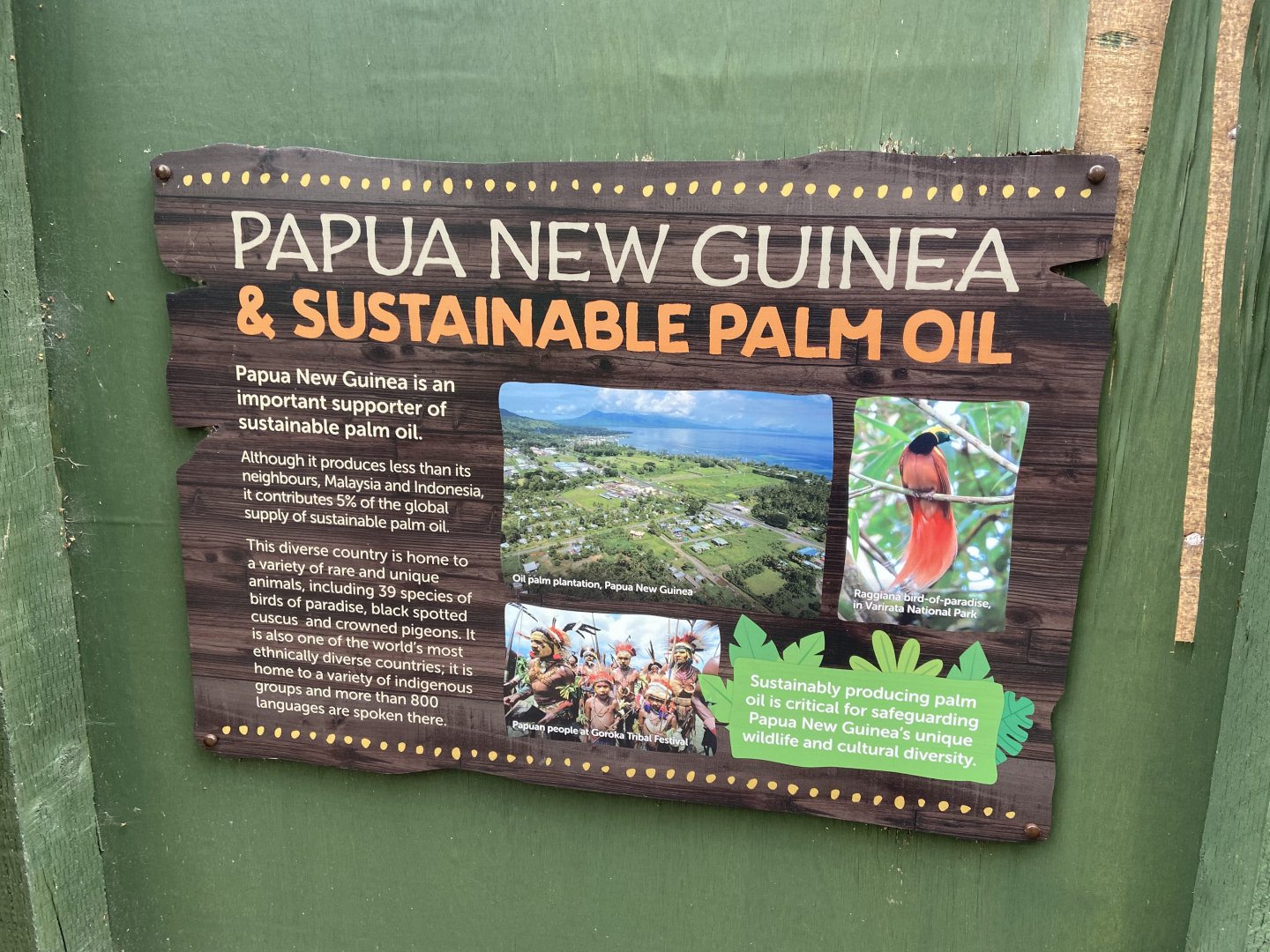 Bristol Zoo Tree Kangaroos of Papua New Guinea