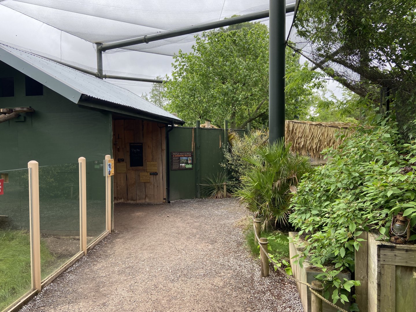 Bristol Zoo Tree Kangaroos of Papua New Guinea